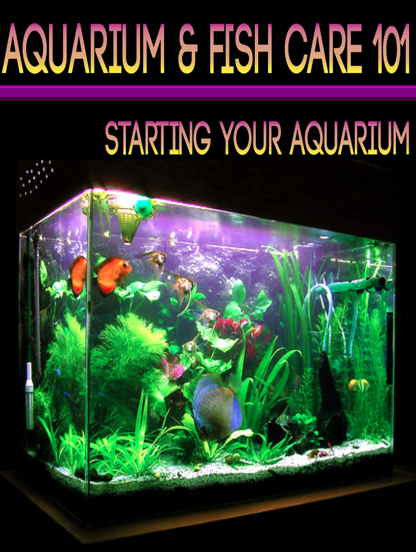 Thumbnail Aquarium Fish Care 101 eBook Thumbnail Aquarium Fish Care 101 eBook